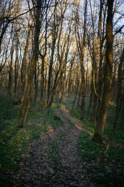 Orman yolu dağlara çıkar.