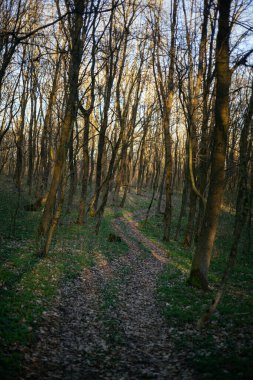 Orman yolu dağlara çıkar.
