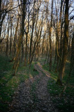 Orman yolu dağlara çıkar.