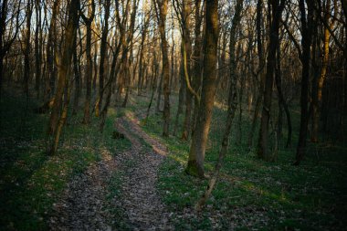 Orman yolu dağlara çıkar.