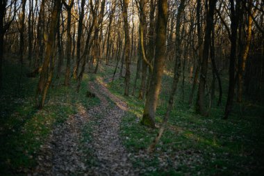 Orman yolu dağlara çıkar.