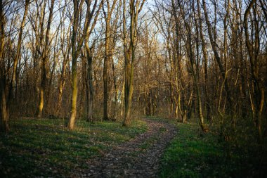 Orman yolu dağlara çıkar.