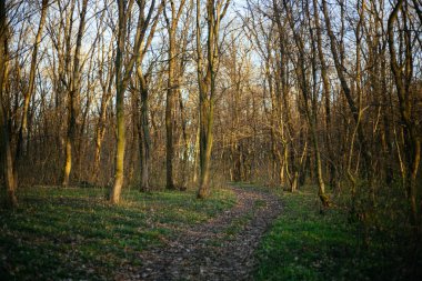 Orman yolu dağlara çıkar.