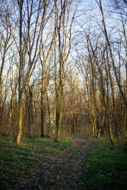 Orman yolu dağlara çıkar.