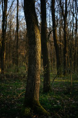 Ormanın içinde yosun kaplı ağaçlar