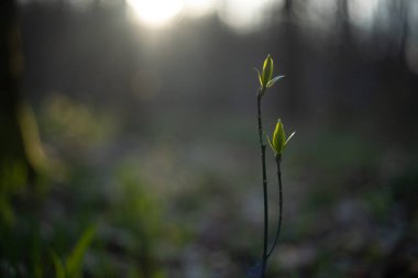 Orman yolu dağlara çıkar.