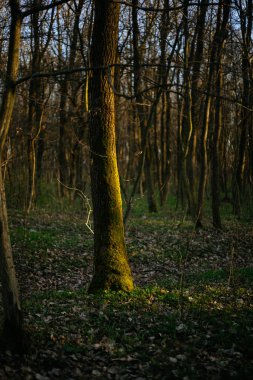 Ormanın içinde yosun kaplı ağaçlar