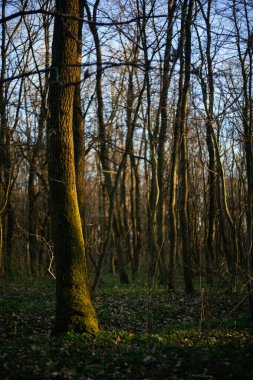 Ormanın içinde yosun kaplı ağaçlar