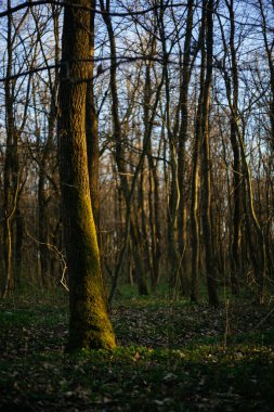 Ormanın içinde yosun kaplı ağaçlar