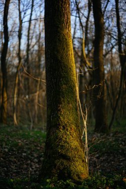 Ormanın içinde yosun kaplı ağaçlar