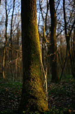 Ormanın içinde yosun kaplı ağaçlar
