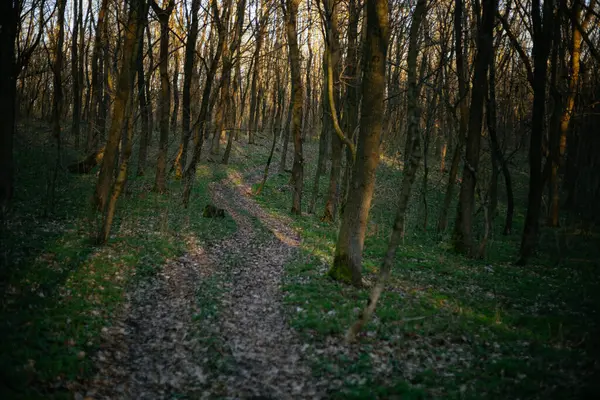 Orman yolu dağlara çıkar.
