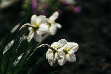 Ormandaki ilkbaharda kardelen çiçeği
