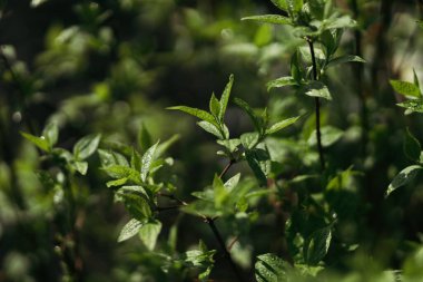 Ormandaki ilkbaharda kardelen çiçeği