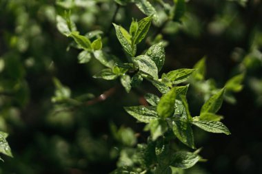 Ormandaki ilkbaharda kardelen çiçeği