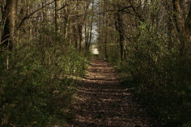 Ormandaki ilkbaharda kardelen çiçeği