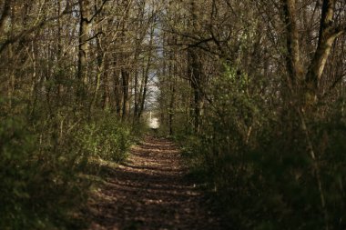 Ormandaki ilkbaharda kardelen çiçeği
