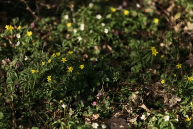 Ormandaki ilkbaharda kardelen çiçeği