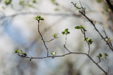 Ormandaki ilkbaharda kardelen çiçeği