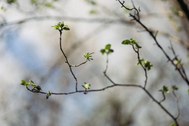 Ormandaki ilkbaharda kardelen çiçeği
