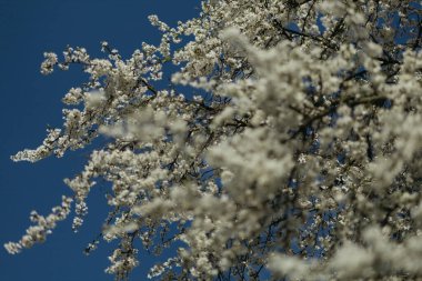 Bahar mevsiminde çiçek açan bir ağaç