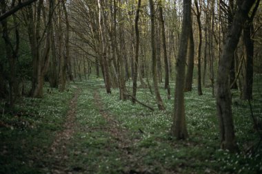 Bahar mevsiminde orman yolu