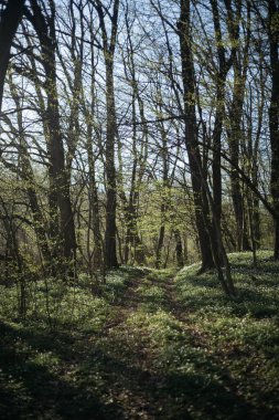 Bahar mevsiminde orman yolu