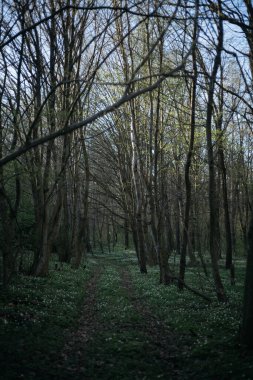 Bahar mevsiminde orman yolu