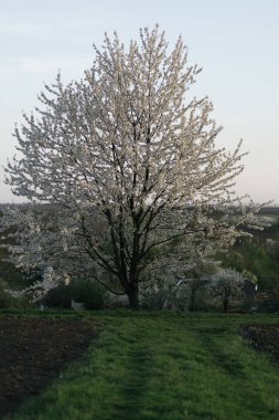 Köyün ortasında çiçek açan bir ağaç.