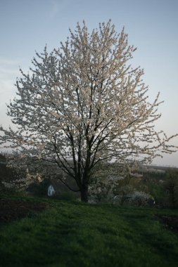 Köyün ortasında çiçek açan bir ağaç.