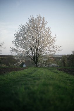 Köyün ortasında çiçek açan bir ağaç.