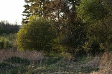 Ormanın arka planında çiçek açan ağaç dalı