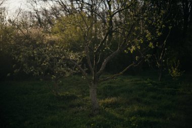 Ormandaki bir tarlanın ortasında yalnız bir ağaç.