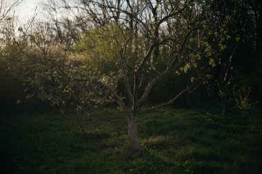 Ormandaki bir tarlanın ortasında yalnız bir ağaç.