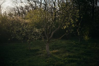 Ormandaki bir tarlanın ortasında yalnız bir ağaç.