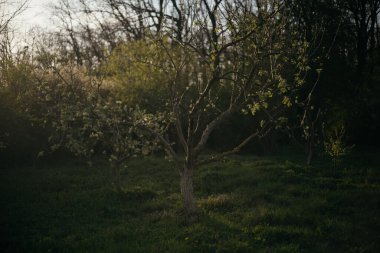 Ormandaki bir tarlanın ortasında yalnız bir ağaç.