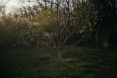 Ormandaki bir tarlanın ortasında yalnız bir ağaç.