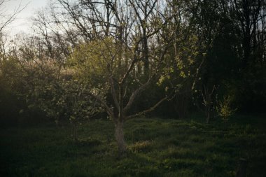 Ormandaki bir tarlanın ortasında yalnız bir ağaç.