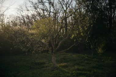 Ormandaki bir tarlanın ortasında yalnız bir ağaç.