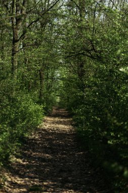 Ormanda uzun bir yol