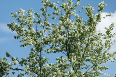  Ağacı ve tarlası olan bir manzara
