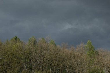 Ormanın üzerinde fırtına bulutları