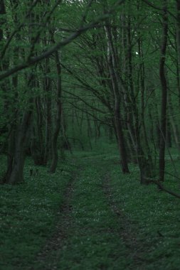Ormanda uzun bir yol