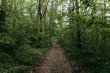 Gün batımında köyde yaz yolu