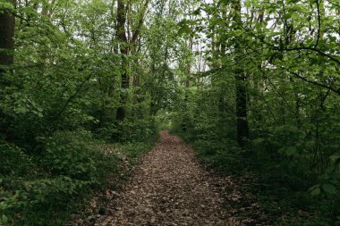 Gün batımında köyde yaz yolu