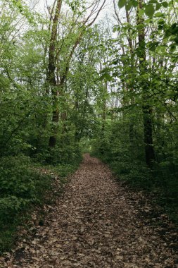 Gün batımında köyde yaz yolu