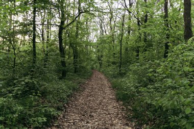 Gün batımında köyde yaz yolu