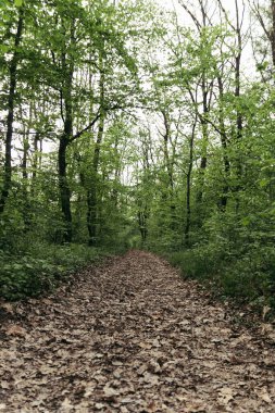Gün batımında köyde yaz yolu