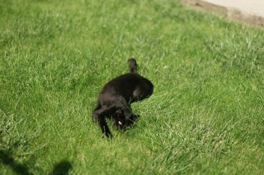 Evdeki bahçede siyah bir kedi oynuyor.