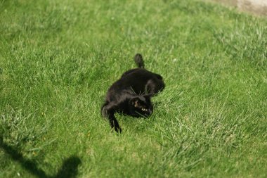 Evdeki bahçede siyah bir kedi oynuyor.
